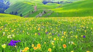 🌼 A Dreamy Meadow in the Swiss Alps
