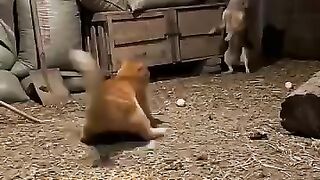 Cats funny videos 😂