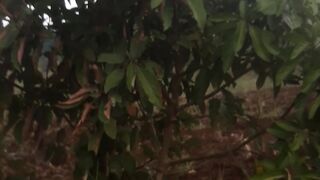 green avocado tree