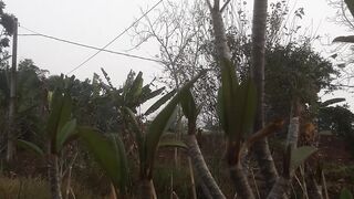 Cambodian flowers