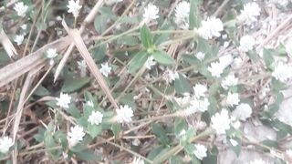 Beautiful white flowers