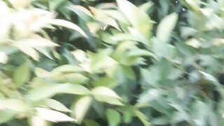 Red tip leaves
