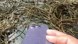 Dirty Water, Hidden Beauty! 🌿 | Baby Fish Playing Hide & Seek in the Wild