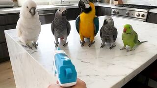 Funny Parrot Playing Dead After Gun “No Treats” 😂🦜 | Daily Inspiration