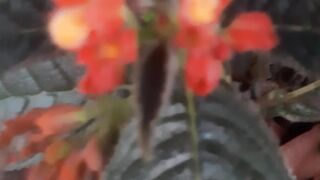 Finding beautiful colored flowers