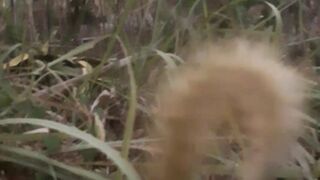 Ilang-Ilang grass flower