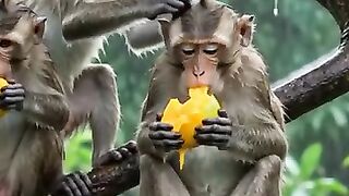 🥭🐒 Monkeys’ Funniest Mango Adventure! 😂🌧️ | Funny Animal Video
