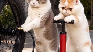 cats having fun 2
