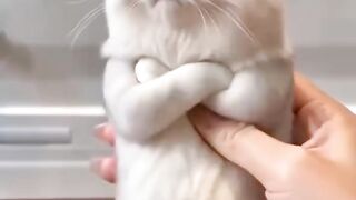 cute little cat 3