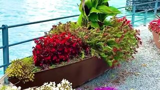 Keindahan Kelopak yang Menenangkan Hawa Jiwa 🌸✨ | Flower Aesthetic