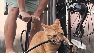 Kumpulan Kucing Lucu Paling Kocak, Dijamin Bikin Ngakak Sampai Sakit Perut! 😹