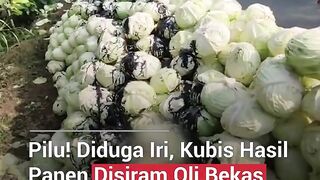 Aksi Jahat di Wonosobo: Kubis Hasil Panen Warga Dirusak Pakai Oli Kendaraan hingga Gagal Jual!
