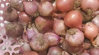 Types of shallots for tropical weather