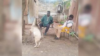 Goat antics that crack you up 😂😂😂