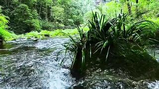 The discovery of a clear river and green leaves