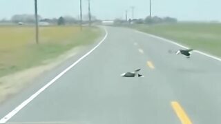 This family found an egale in distress lying motionless on the road and then ❤️🦅