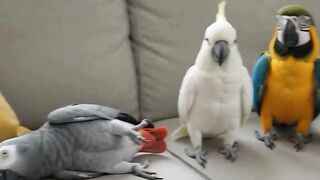 Gak nyangka banget! Aksi Kakak Tua ini bikin ketawa sampai nangis! 🐦💥