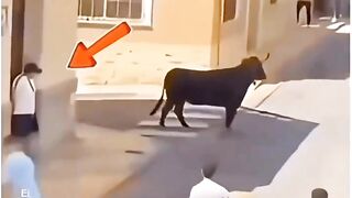 Bull accept his saying and not hit him funny 🤣 but. Watch out.