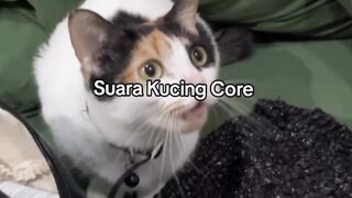 kucing 37