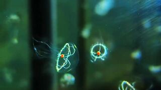 Colorful Yellow Jellyfish with Blue Purple Tentacles Swimming in Aquarium 4K 2