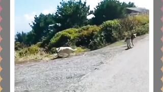 Diledekin Anjing