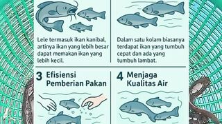 The Importance of Sorting in Catfish Cultivation