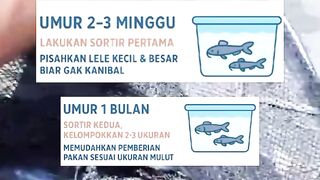 The Right Time to Sort Catfish