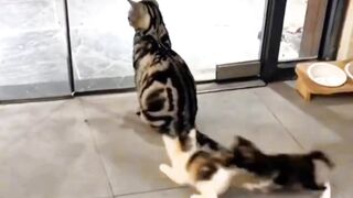 Funny cat videos 😸