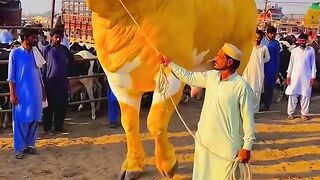 Funny video best 4