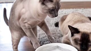 ery very Angel 🤭 #aicat #siamese #siamesecat #siamesecatsofinstagram #siamesecorner.mp4