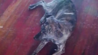 Lassi the dog