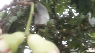 Citra guava flower, a type of water guava