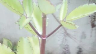 The leaf tree is a type of ornamental tree