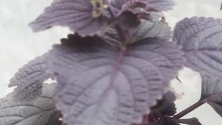 Jawer kotok leaves are a type of herbal plant