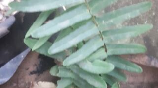 Finding wild types of leaves in the forest