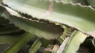 Thick dragon fruit leaves in the dry season