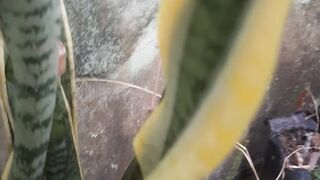 A type of wild tree called papakuan leaf
