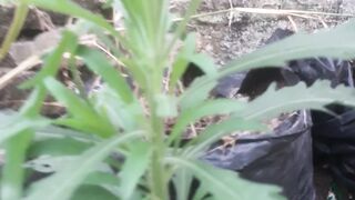 Discovery of the sososinan tree, a type of herbal plant