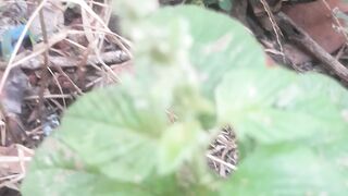 Basil leaves are a type of leaf used for mixing with food.