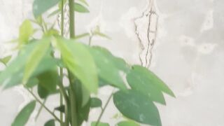 Katuk leaves are a type of leaf used for vegetables.