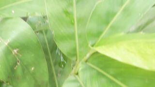 Laja tree is a type of spice