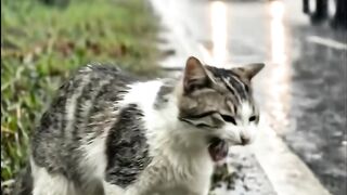 Help proo cat😭