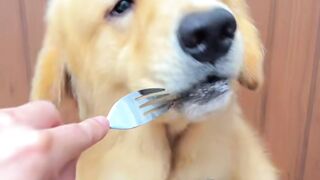 Golden Retriever Loses It Over Meat After Being Polite