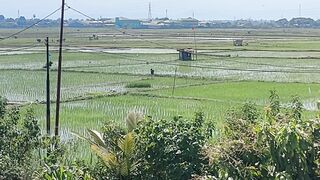 THE BREATHTAKING BEAUTY OF INDONESIAN RICE FIELDS 🌾🇮🇩