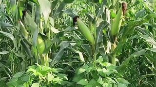 my garden 3