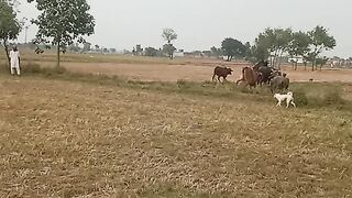 A Outside video||Fields of Punjab||Aoon786