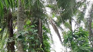 নারকেল গাছ