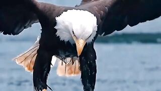 Flying Eagle
