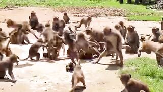 The monkeys were very scared today