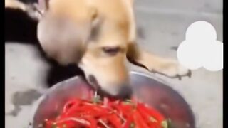 Dog eating pepper